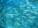 An-incredible-underwater-fauna